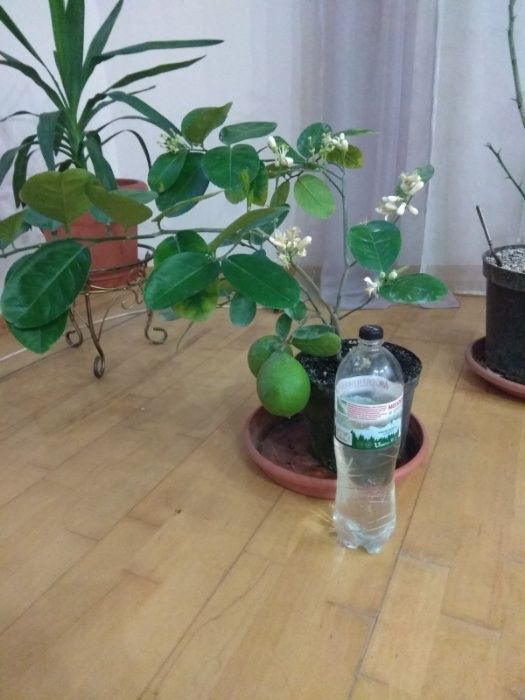 Лимони сорт Київський великоплідний