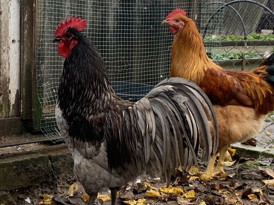 Молоді півні породи кур Австралорп та Нью-Гемпшир на племʼя вивід 2025