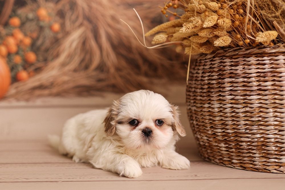 Suczka Shih tzu tri color