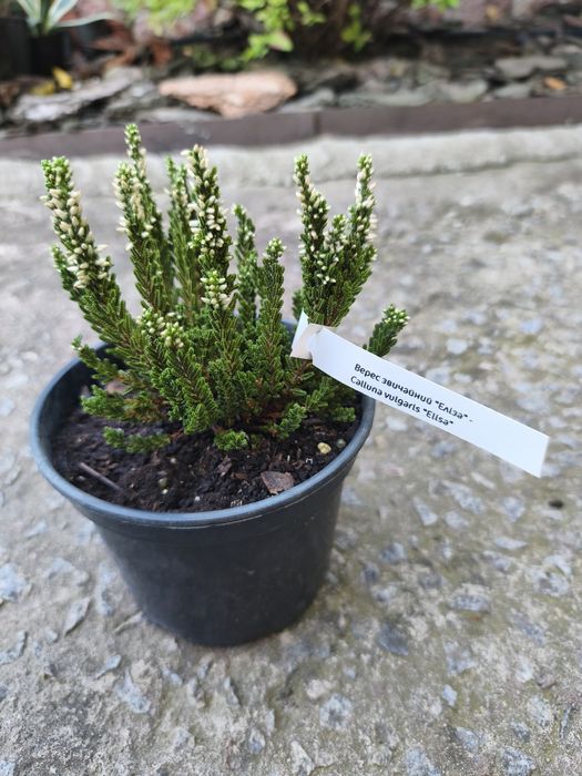 Продаж хвойних рослин, ялинки, сосни, ялівці, ломикамінь, камнєломка