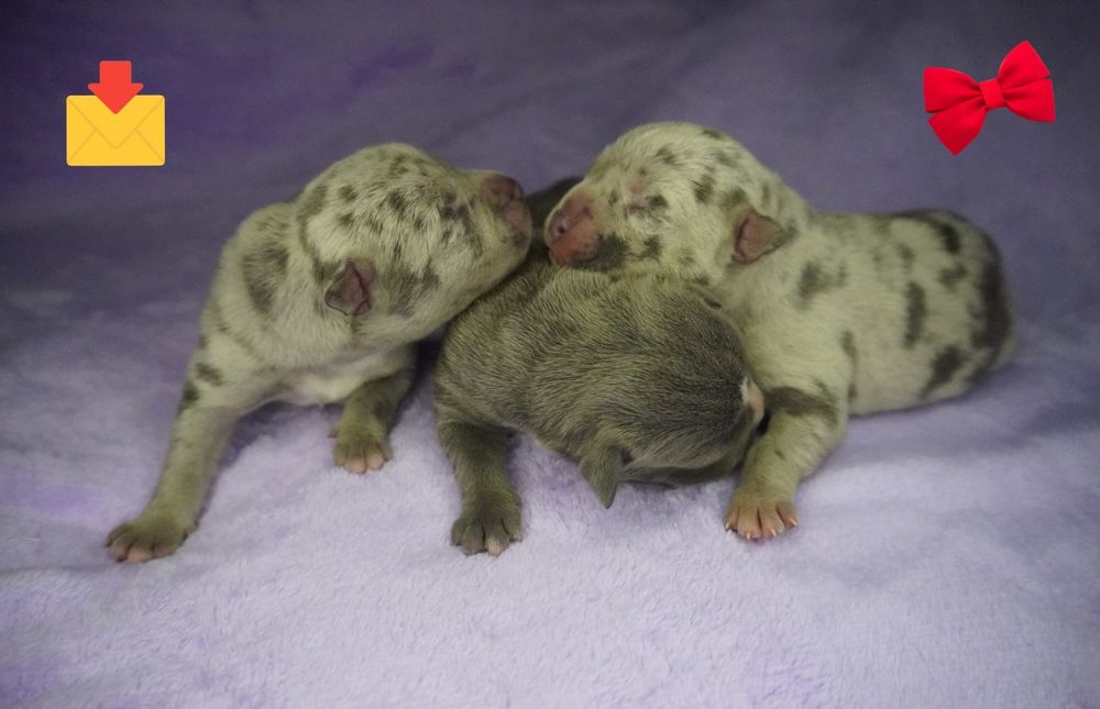 Amstaff-merle_American Staffordshire Terrier