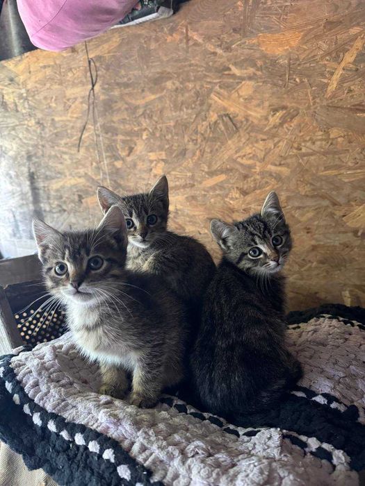 Віддам котів в добрі руки три Дівчинки і один хлопчик