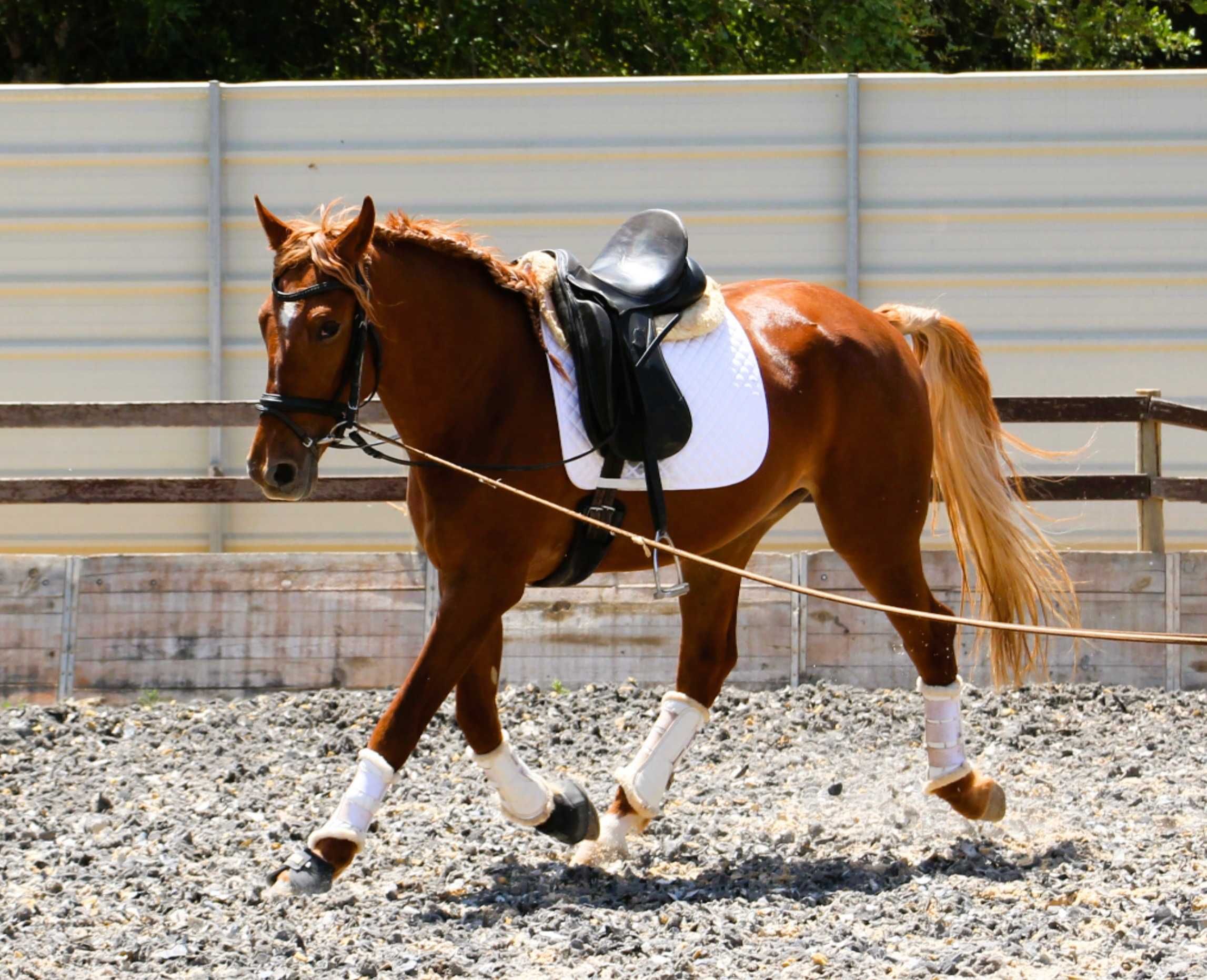 Jovem cruzado Lusitano com excelentes andamentos e temperamento dócil