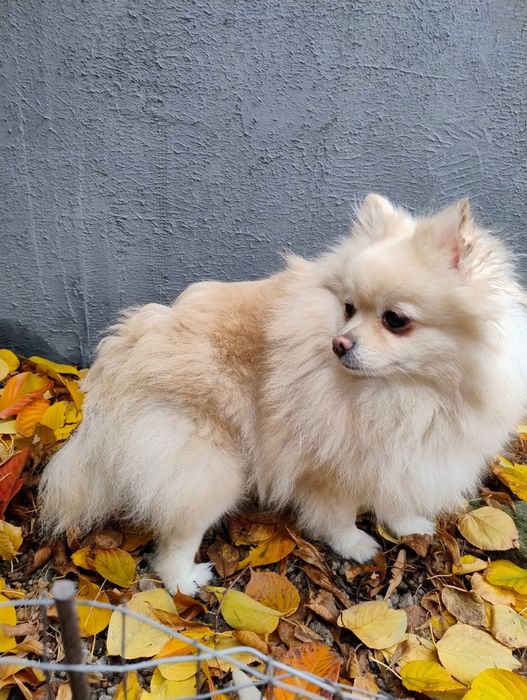 Померанский шпиц (девочка 3 года)
