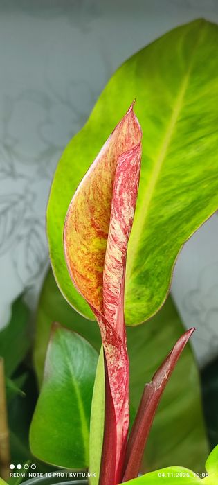 Філодендрон Карло і  принц гелексі марбл