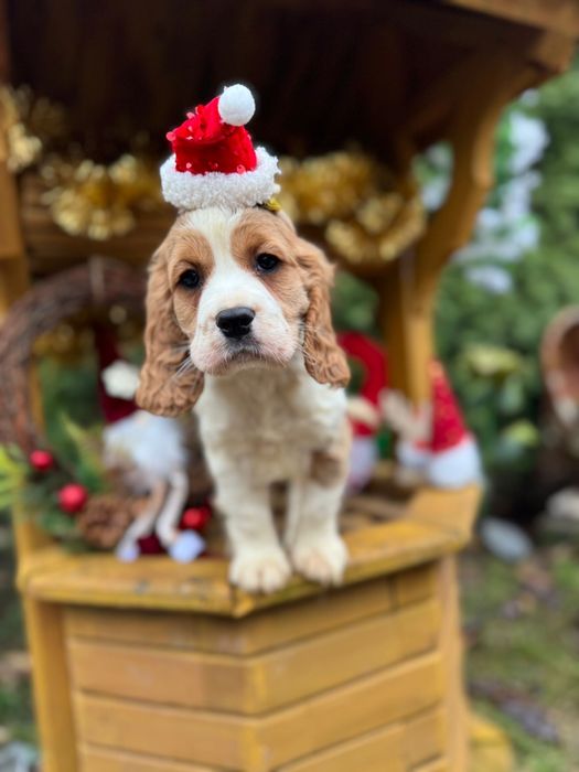 Unikat! Wyjątkowy piesek Cocker Spaniel Angielski Red Roan z rodowodem