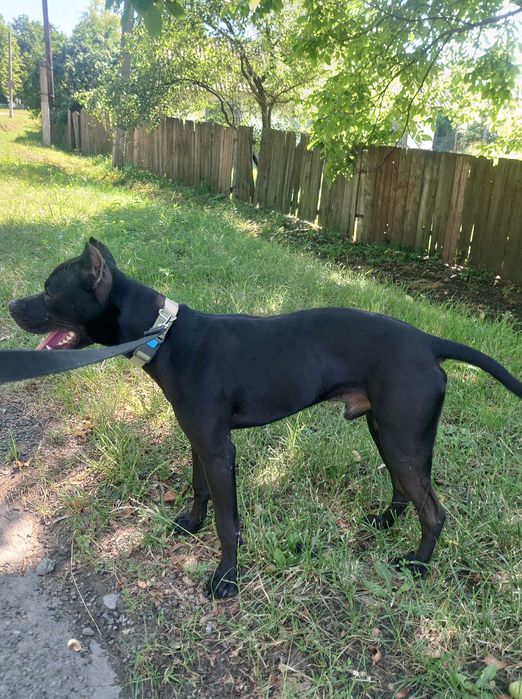 американський пітбуль. АПБТ Доставка. Pitbull. Харків