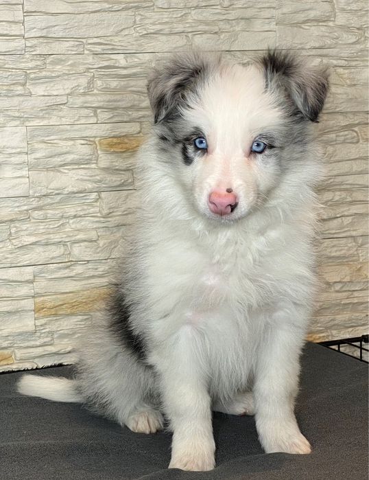 BLUE MERLLE  Border Collie