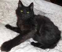 Прекрасный черный котенок, Багир, 2.5 мес. Черный кот, котик.