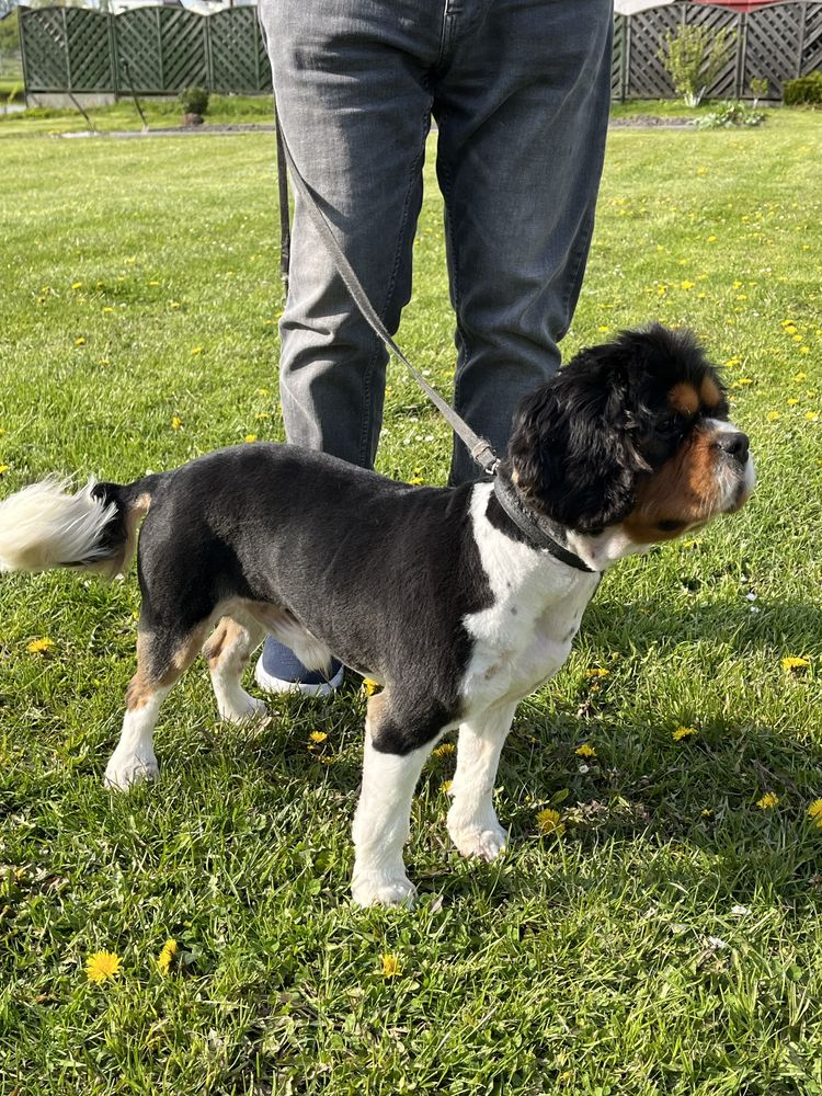 Cavalier King Charles Spaniel