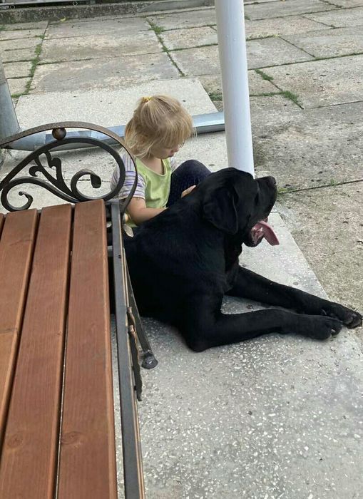 Вязка кане корсо