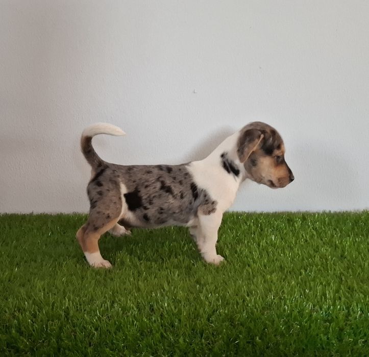 Jack russel exotico