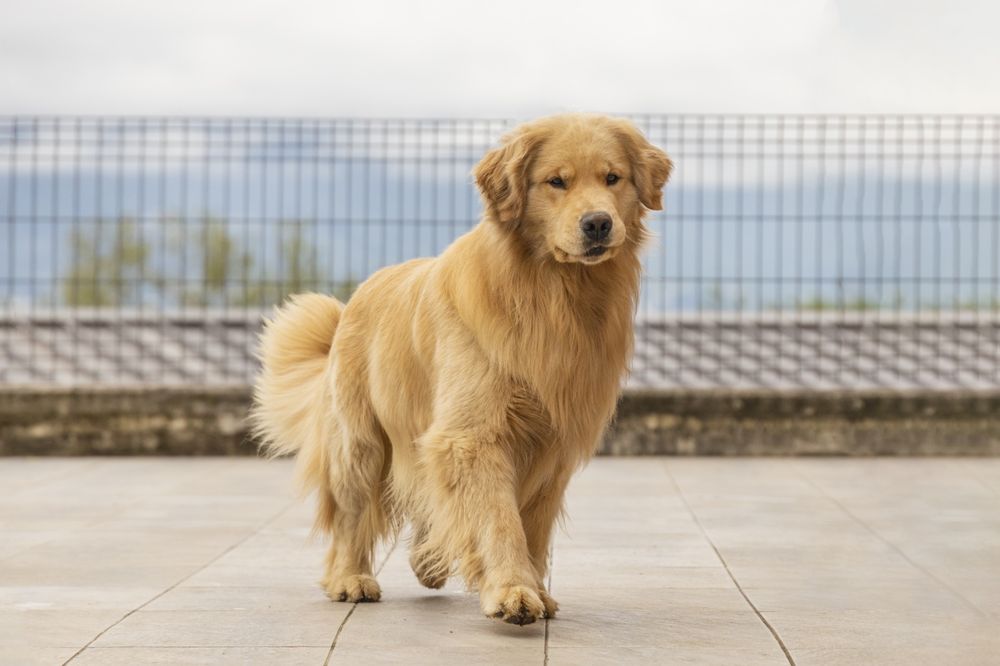 Цуценята золотистого ретривера американського типу