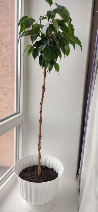 Фікус Бенджаміна вазон