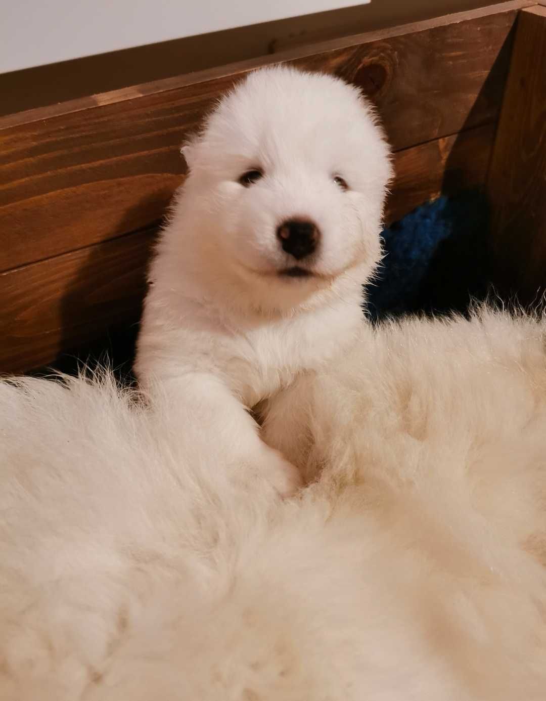 Samoyed z rodowodem piesek samoyed śliczny puszysty