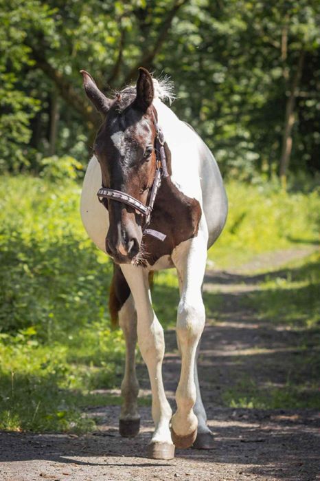 Piękny srokaty ogierek