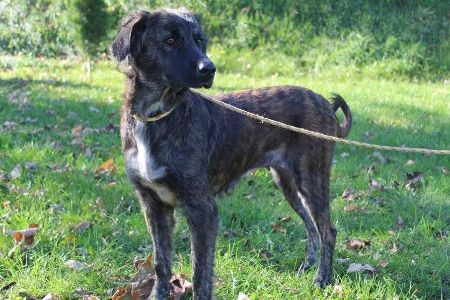 097107 Frotka do adopcji