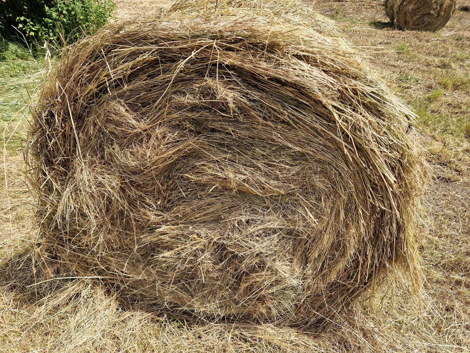 Siano 120 cm . 100 zł za szt