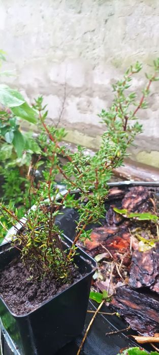 Чебрець, тим'ян пряні рослини