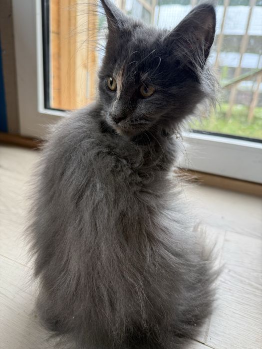 Maine coon kotka Fpl
