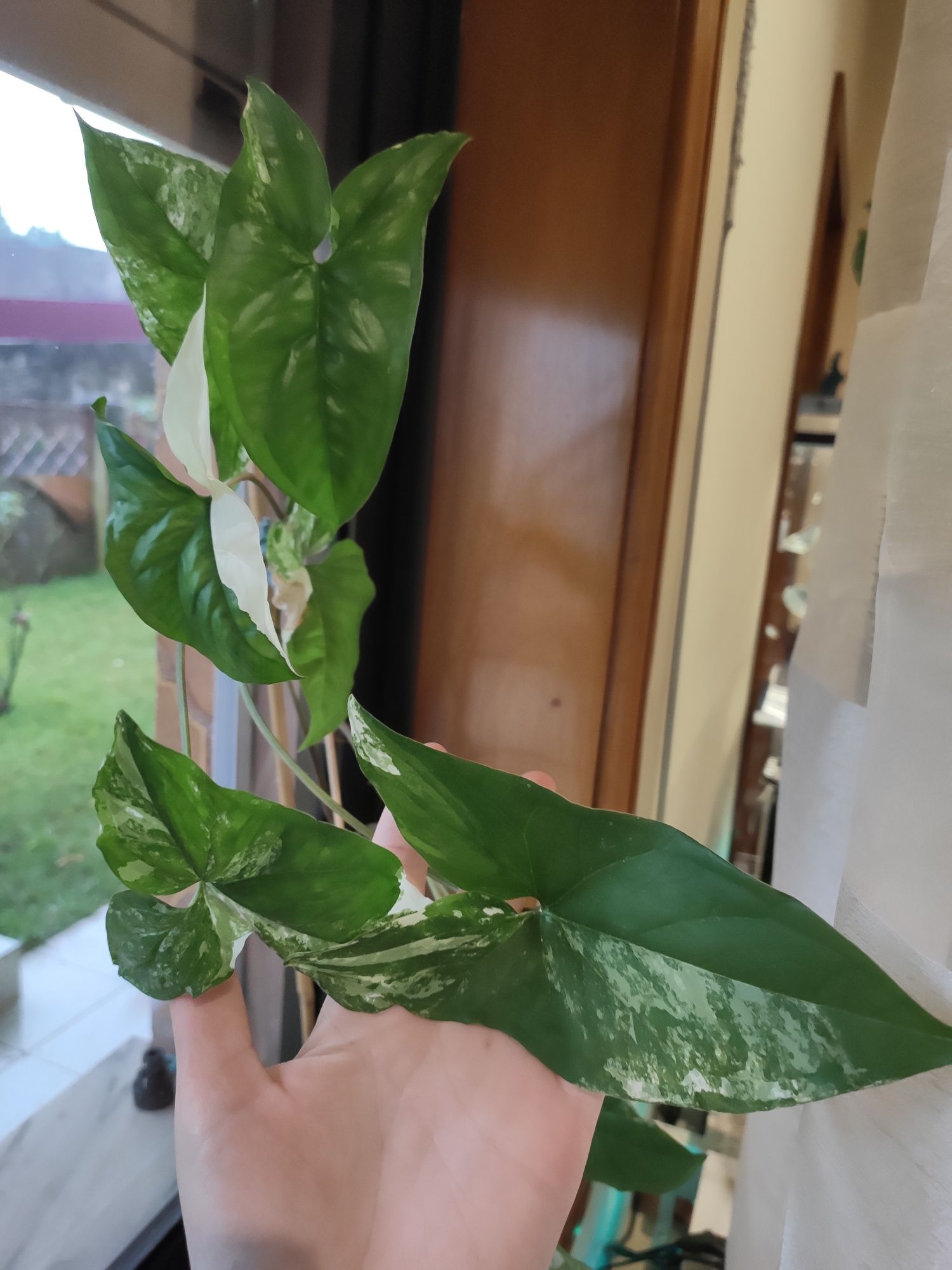 Syngonium Albo Variegata- Planta