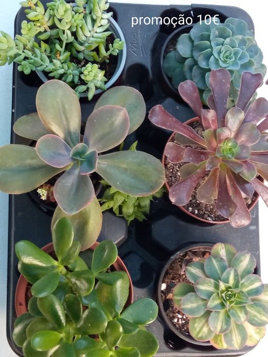Packs Suculentas Promoção