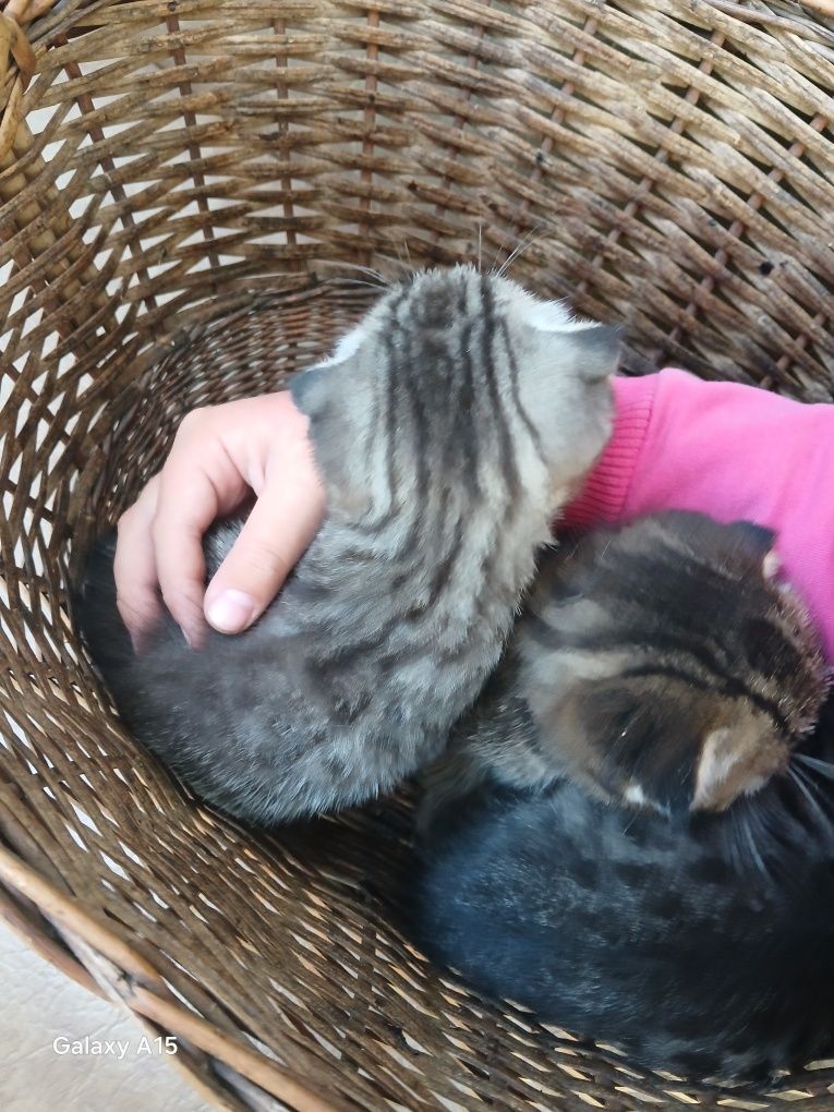 Віддам котиків в добрі руки