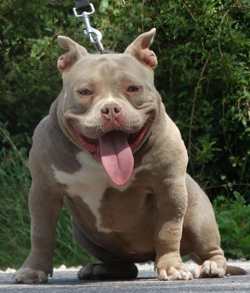 Suczka lilac tri Cowboy meets Playboy american bully