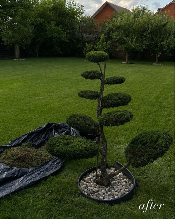 Декоративна стрижка та обрізка зелені, хвойних дерев та кущів, та ін