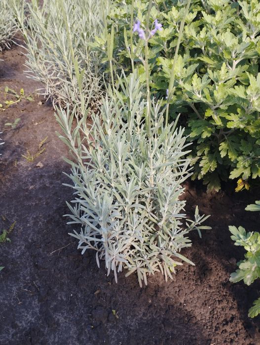 Лаванда англійська, сорт Хемус.