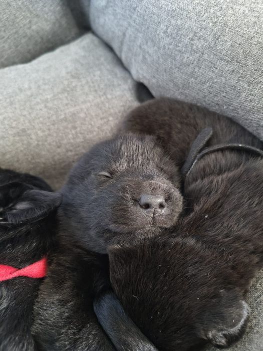 Oddam pieski 6 suczek labrador szpic szuka ciepłego domu