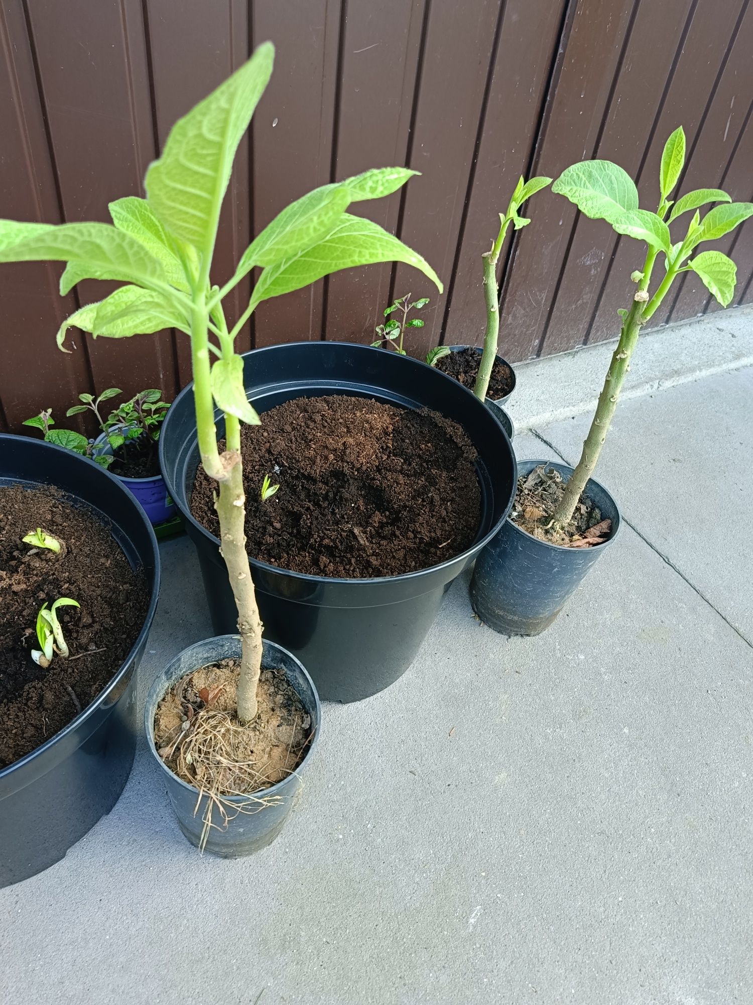 Datura/Bieluń ponad 70 cm