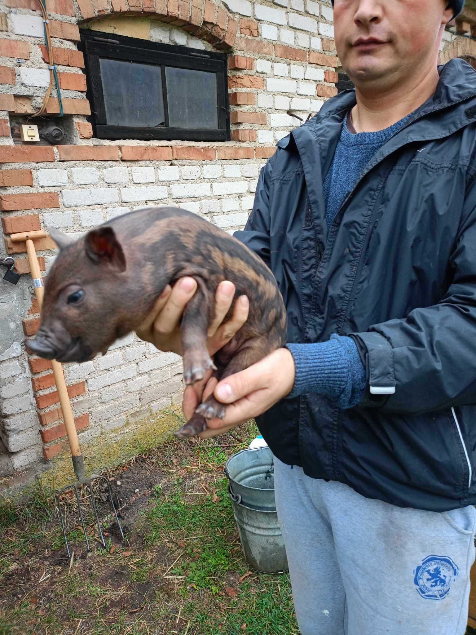 Świnki wietnamskie