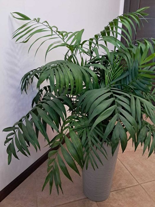 Пальма Хамедорея в горшку 1м.