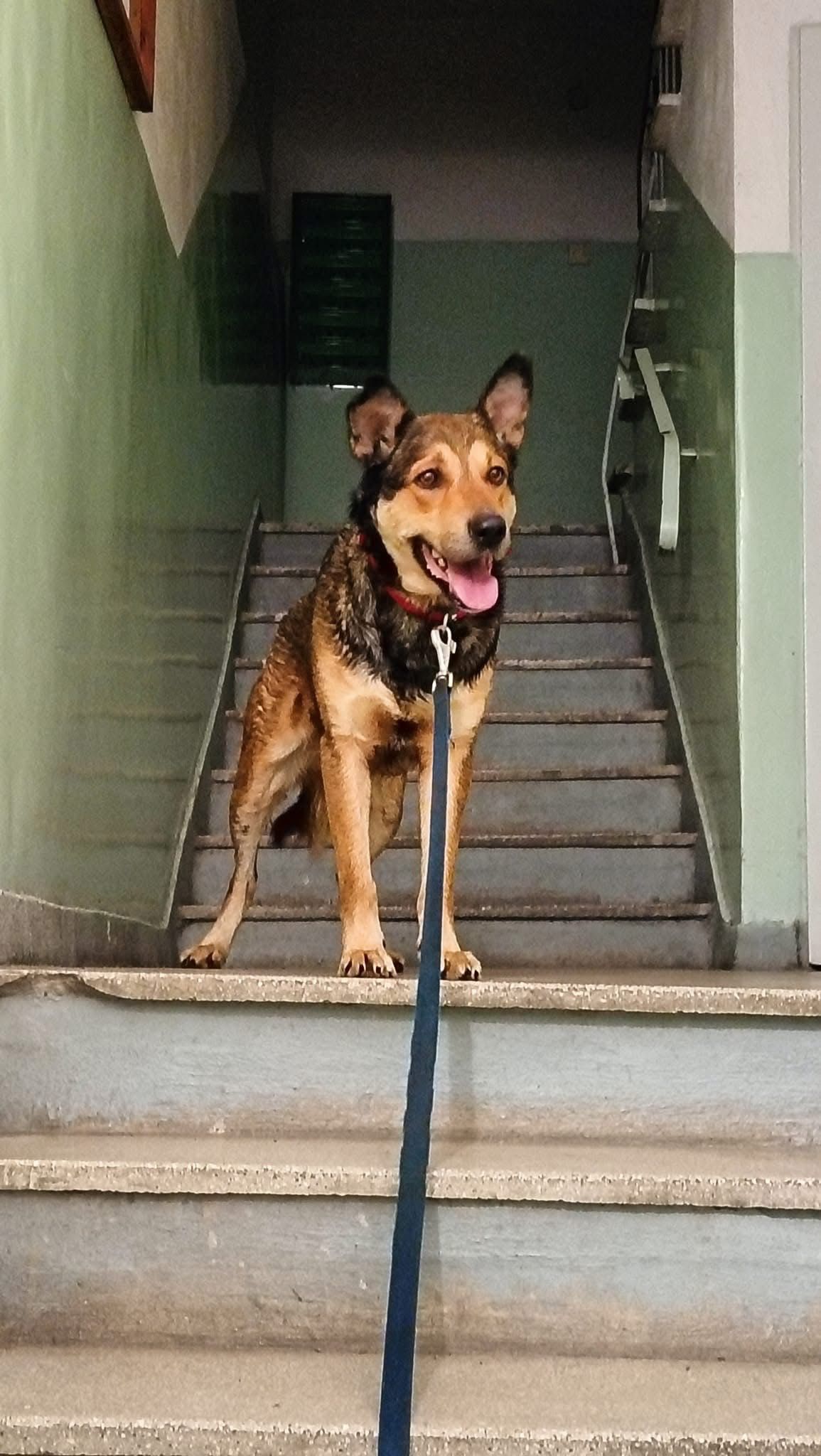 Młody Diego, mix husky szuka domku na zawsze