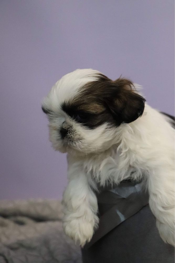 Śliczna sunia shih tzu! Gen BLUE!