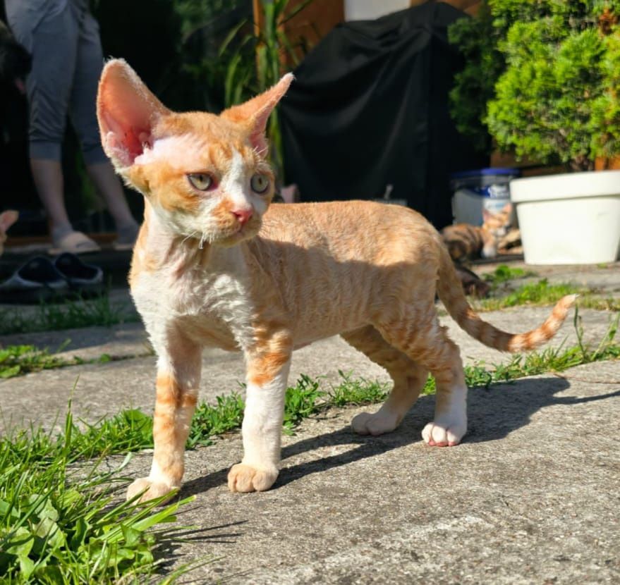 Devon rex FPL Kocurek rudy