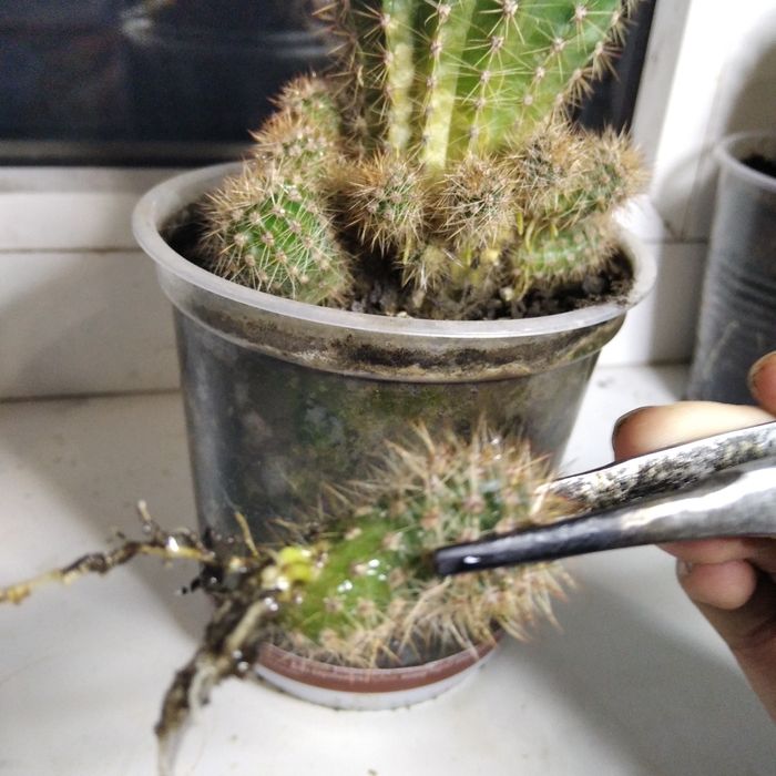 Продам молодые кактусы, деток и взрослые