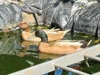 Casal de Sedosa e patos Kaki campbell