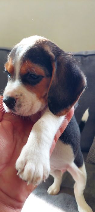 BEAGLE maluszek-