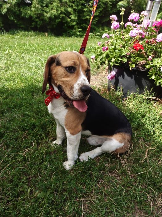 Beagle do adopcji