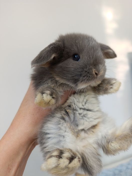 Królik króliczek mini lop hodowla zarejestrowana