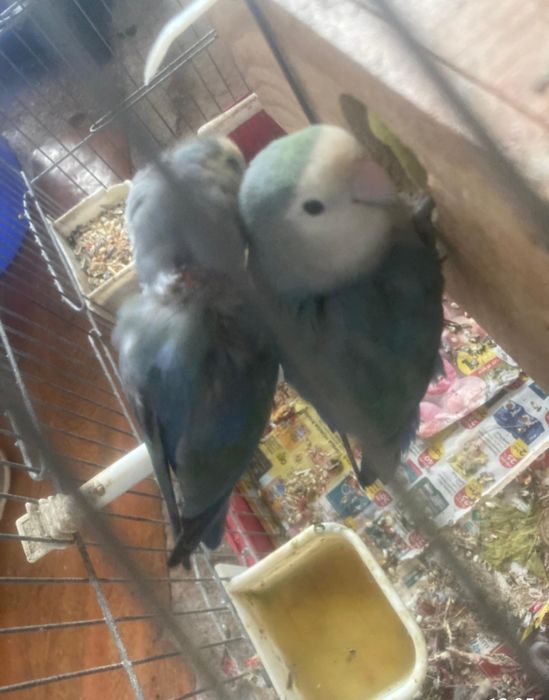 Vendo casal de agapornis  com gaiola