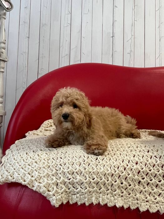 Хлопчик мальтіпуФ1