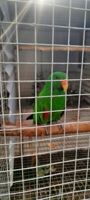 Ecletus Roratus macho