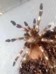 Vitalius (ex. Nhandu) chromatus- 3-4 DC