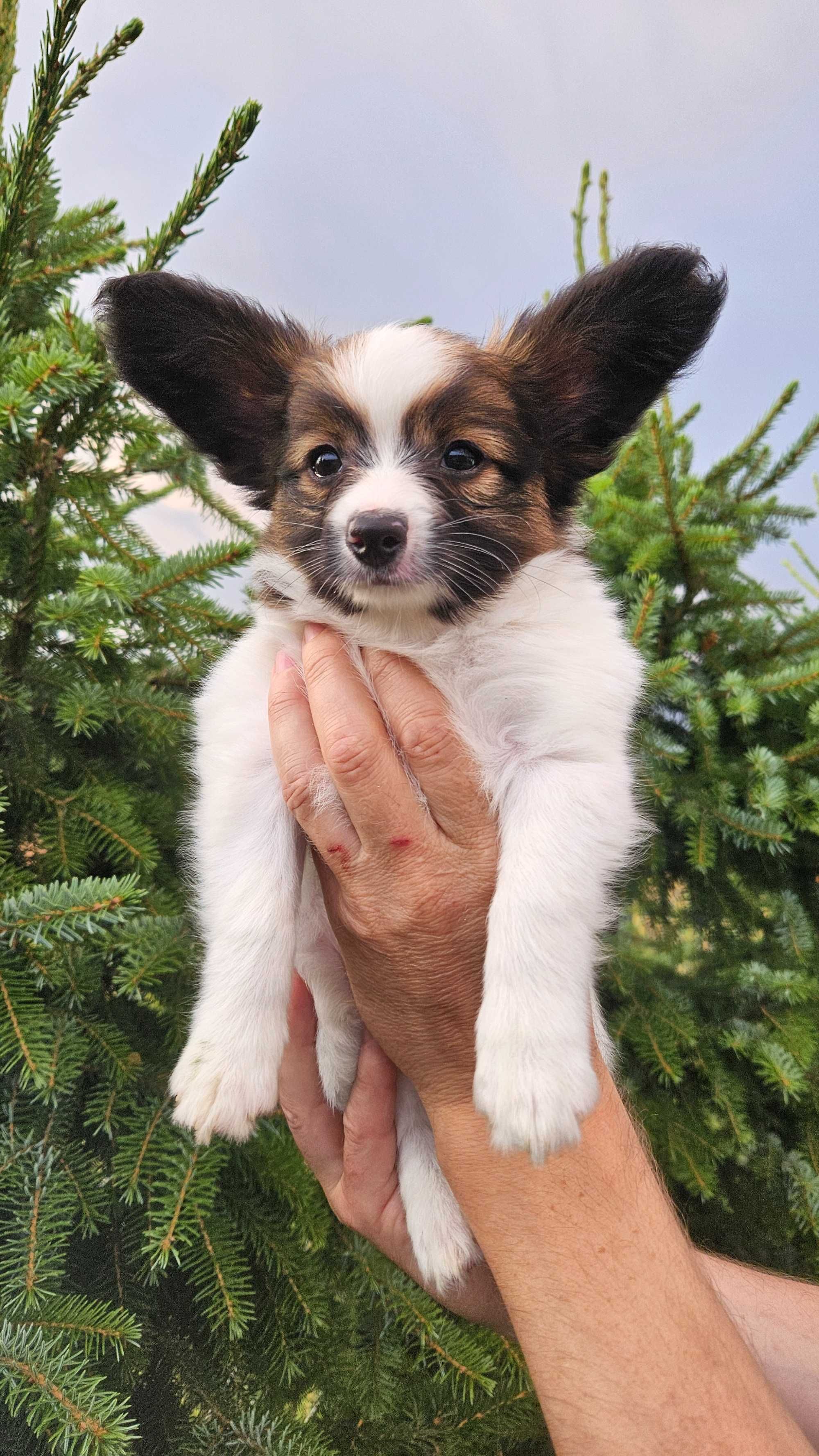 Papillon piesek FCI