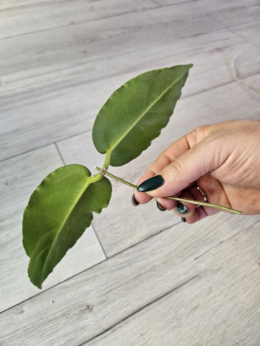 Hoya versteegii. Sadzonka