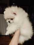 Pomeranian Szpic miniaturowy ZKwP/FCI suczka
