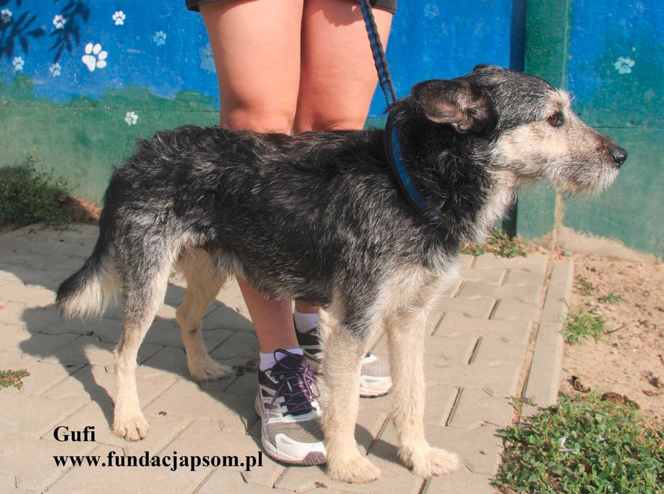 Gufi, cudowny sierściuch